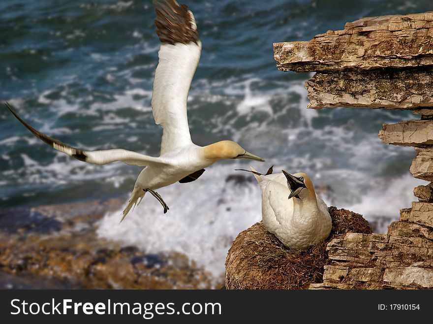 A Male Northern Gannet returns to his mate at Bempton Cliffs in Yorkshire, England. A Male Northern Gannet returns to his mate at Bempton Cliffs in Yorkshire, England.