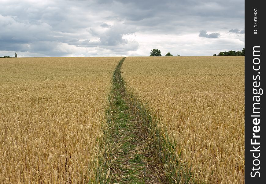 A crop in a field with a track leading away and white clouds and trees. A crop in a field with a track leading away and white clouds and trees
