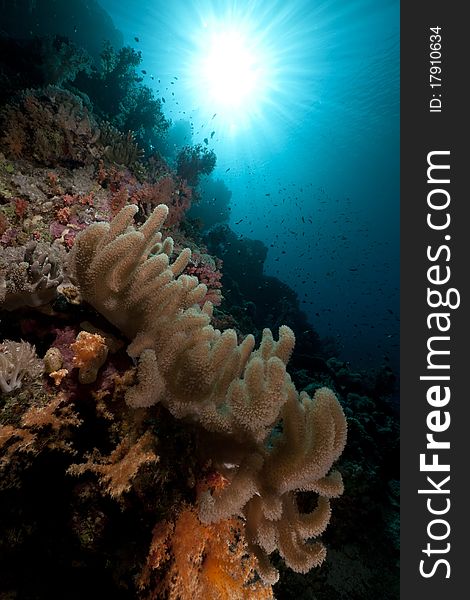 Finger leather coral and tropical underwater life in the Red Sea. Finger leather coral and tropical underwater life in the Red Sea.