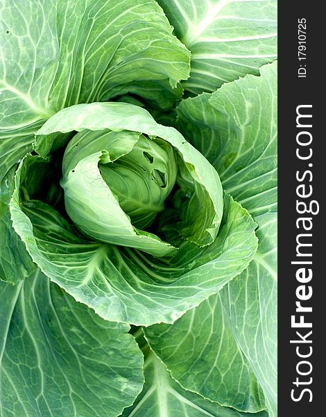 Cabbage head growing on the vegetable bed