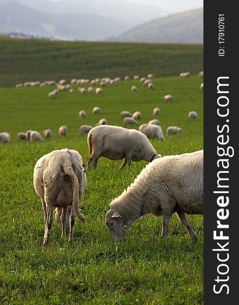 Sheeps On Pasture