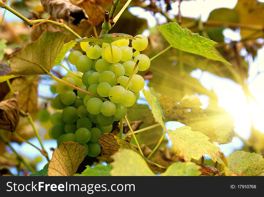 Green grapes on vine with sun