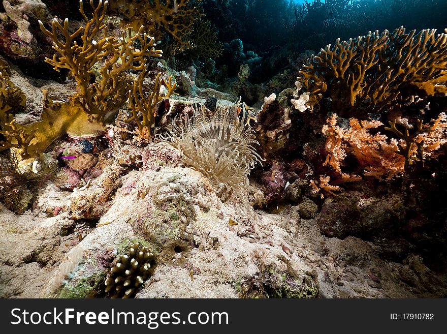 Leathery anemone and tropical underwater life in the Red Sea. Leathery anemone and tropical underwater life in the Red Sea.