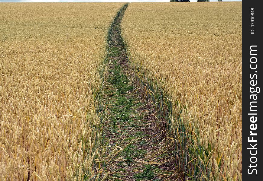 A crop in a field with a track leading away and white clouds. A crop in a field with a track leading away and white clouds