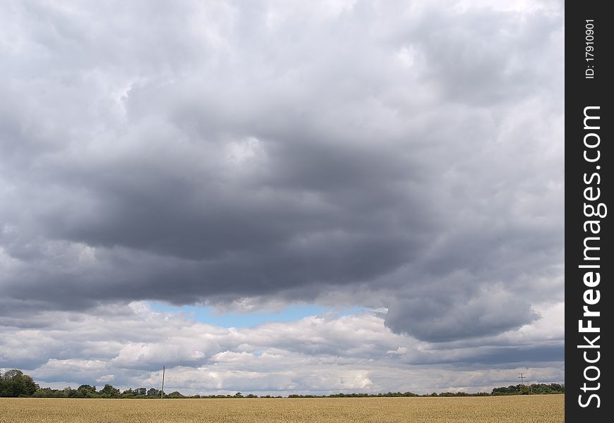 A crop in a field and white clouds and trees. A crop in a field and white clouds and trees