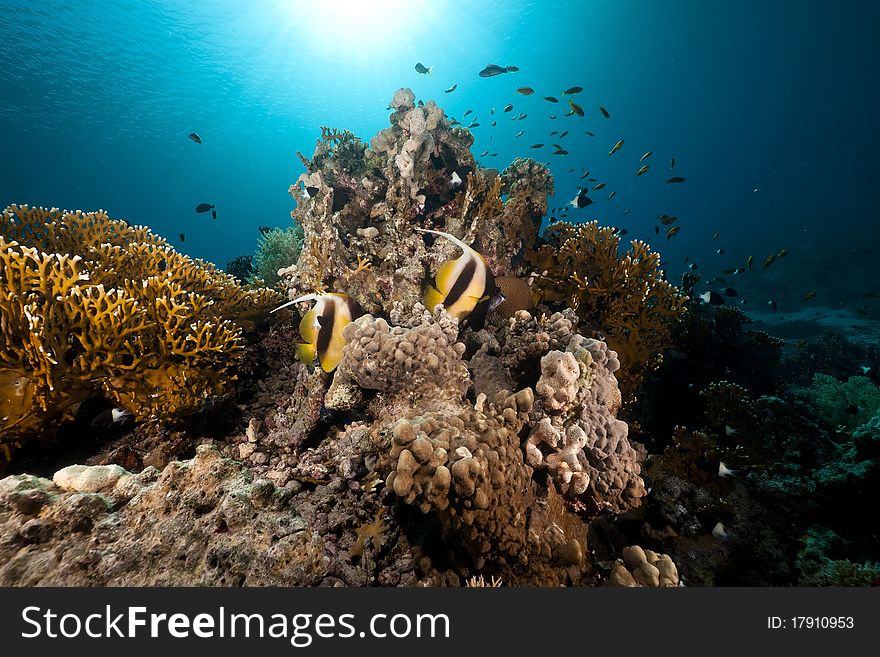 Tropical underwater life in the Red Sea.