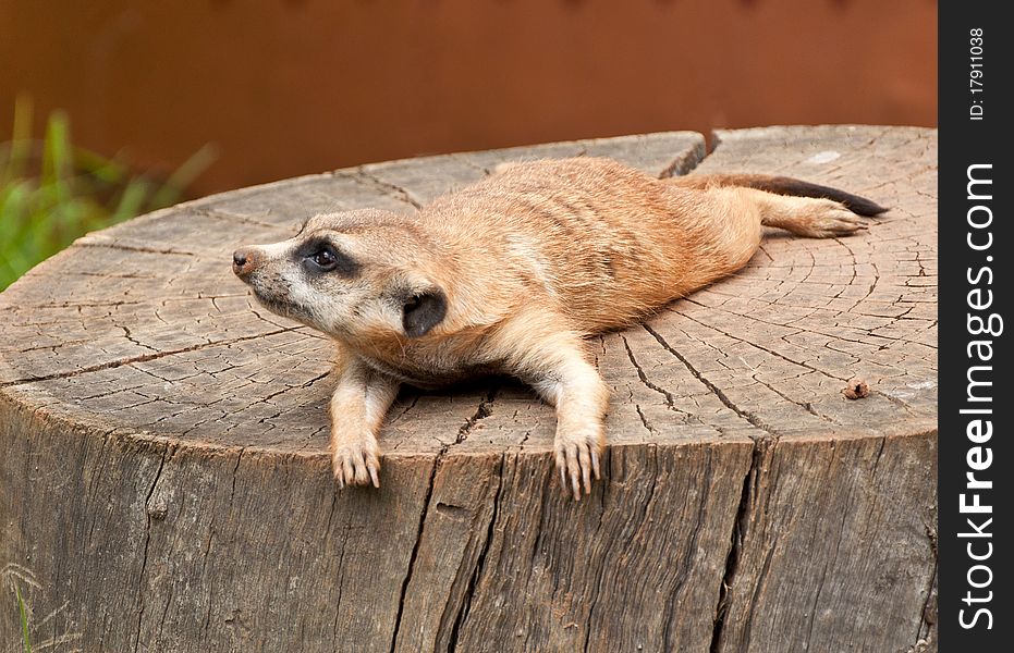 Marmot On A Tree-stump