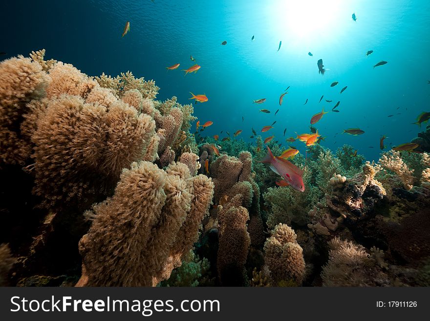 Anemone coral and tropical underwater life.