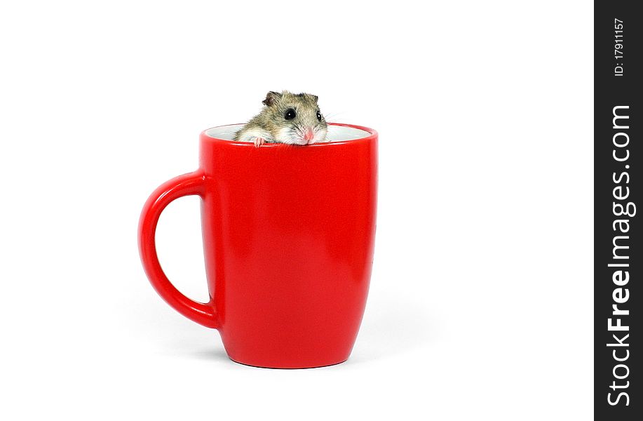 Hamster in a red mug againast a white background. Hamster in a red mug againast a white background
