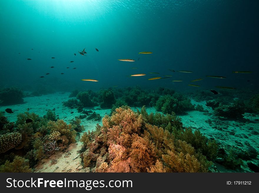 Cigar wrasses and tropical underwater life in the Red Sea. Cigar wrasses and tropical underwater life in the Red Sea.