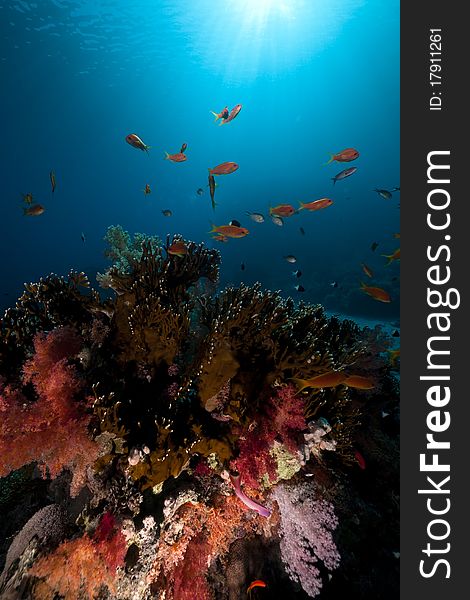 Tropical underwater life in the Red Sea. Tropical underwater life in the Red Sea.