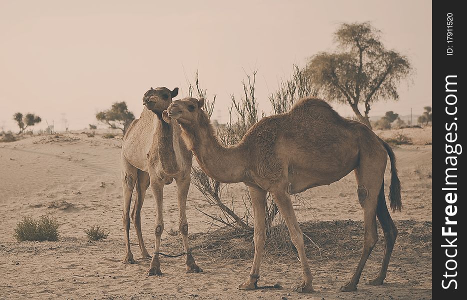 Camels with pancake. Retro style photo. Camels with pancake. Retro style photo