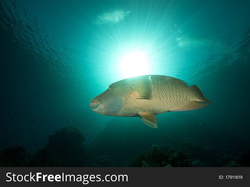 Napoleon wrasse and tropical underwater life.