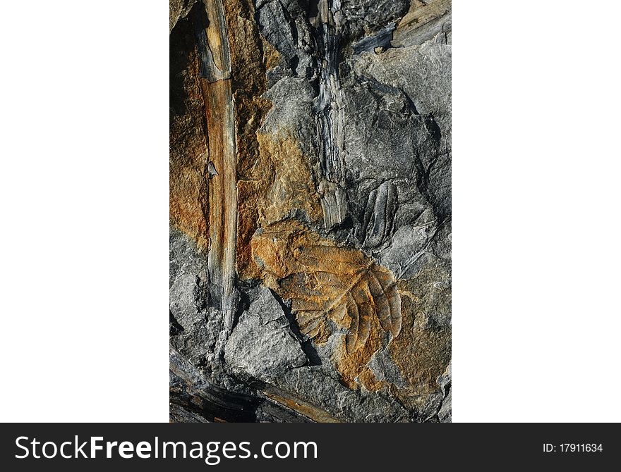 Coal Fossils