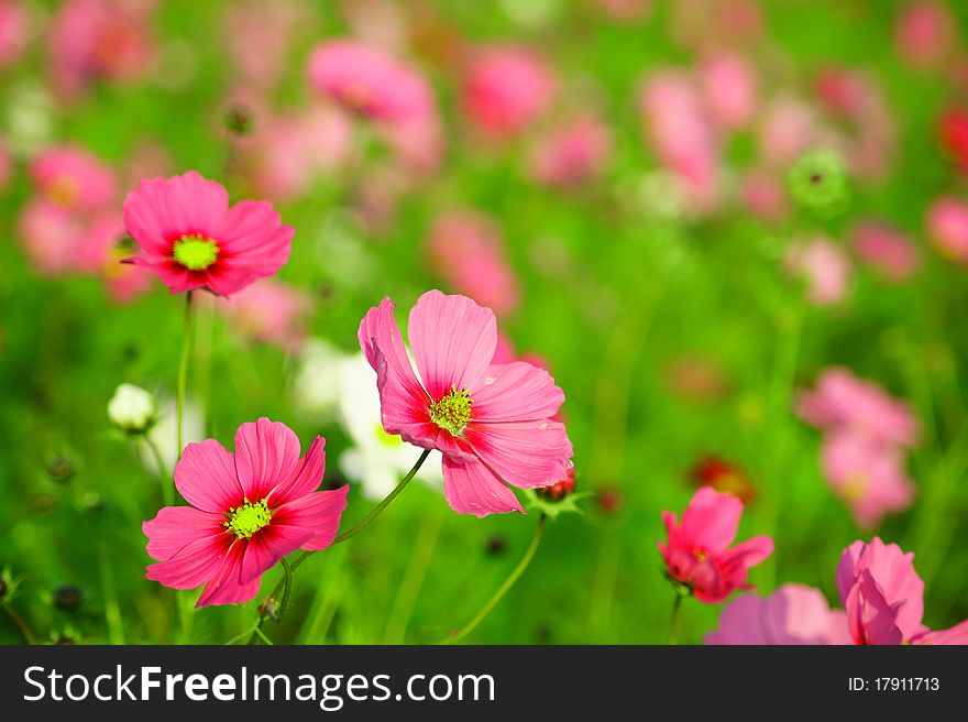 Happy hours in the Cosmos garden. Happy hours in the Cosmos garden