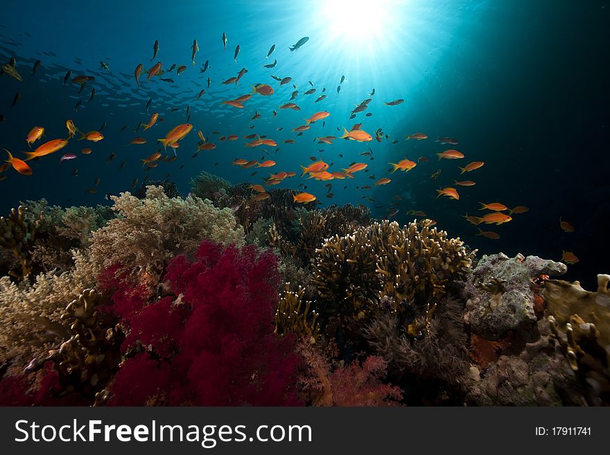 Tropical underwater life in the Red Sea.