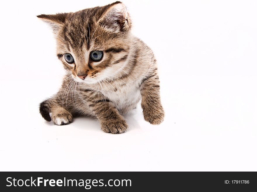 Little grey cat isolated on white