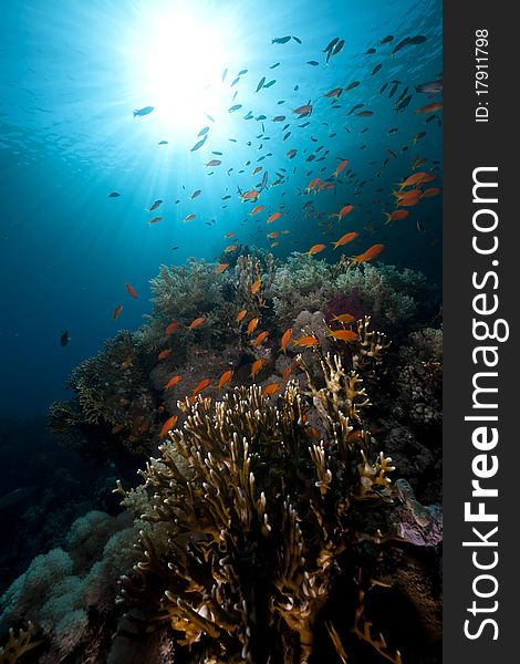 Tropical underwater life in the Red Sea.