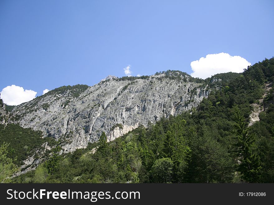 Tree In The Precipice