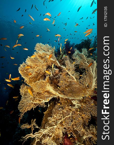 Sea fan and tropical underwater life in the Red Sea. Sea fan and tropical underwater life in the Red Sea.