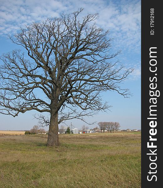 Oak Tree Standing Alone in a Large Field. Oak Tree Standing Alone in a Large Field
