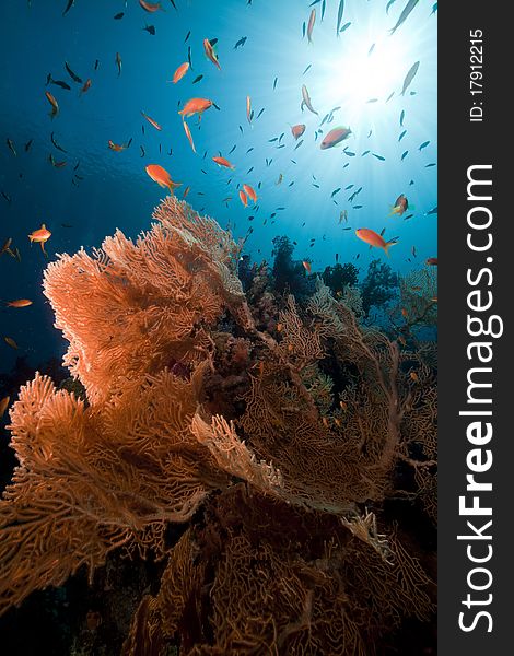 Sea fan in the Red Sea.