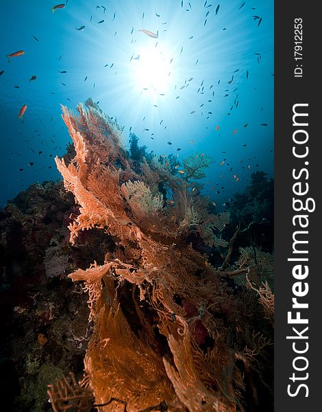 Sea fan in the Red Sea.