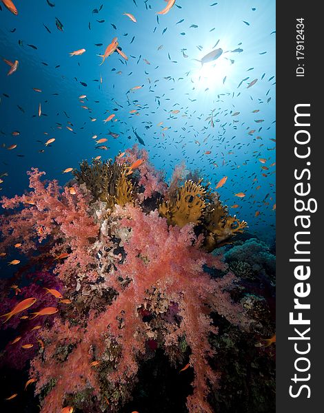 Tropical underwater life in the Red Sea.