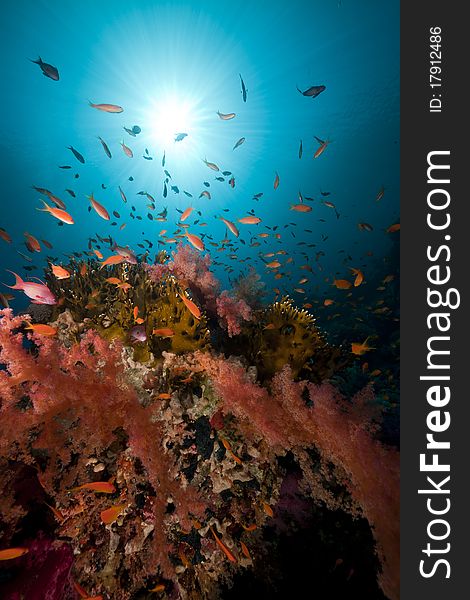 Tropical underwater life in the Red Sea.