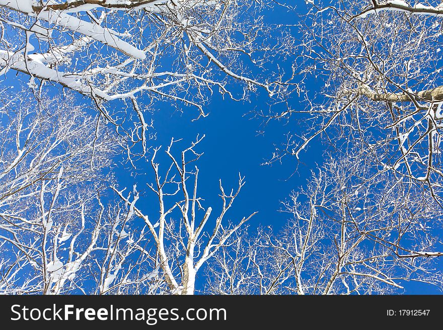 View of canopy of trees covered in snow in the winter season.