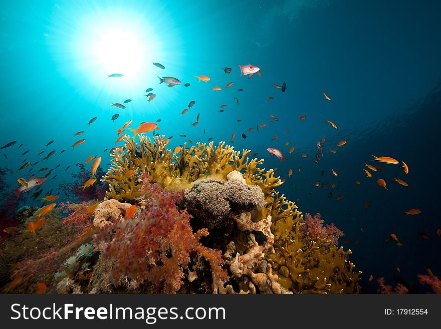 Tropical Underwater Life In The Red Sea.