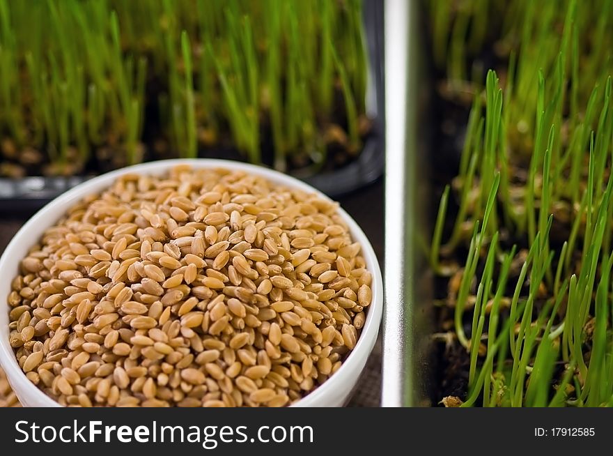 Plate of Wheat Grown at Home from Seeds. Plate of Wheat Grown at Home from Seeds