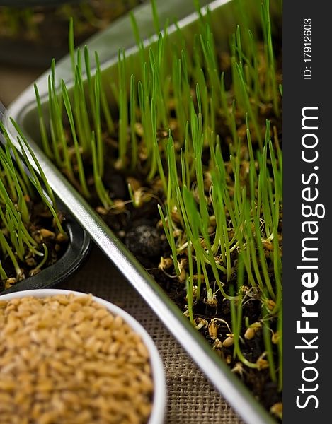 Plate of Wheat Grown at Home from Seeds. Plate of Wheat Grown at Home from Seeds