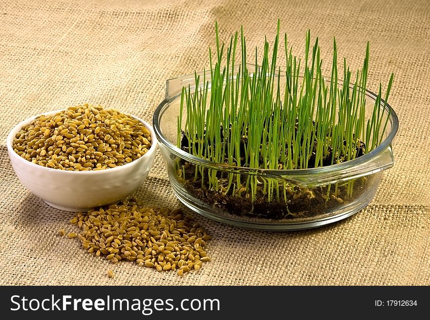 Plate of Wheat Grown at Home from Seeds. Plate of Wheat Grown at Home from Seeds