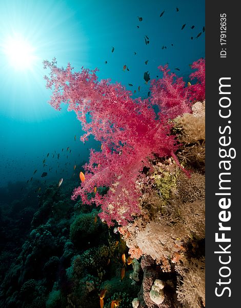 Tropical underwater life in the Red Sea.