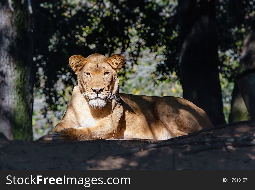 Portrait of a golden brown female lion staring  in direction of camera and resting in a patch of sunlight. Portrait of a golden brown female lion staring  in direction of camera and resting in a patch of sunlight.