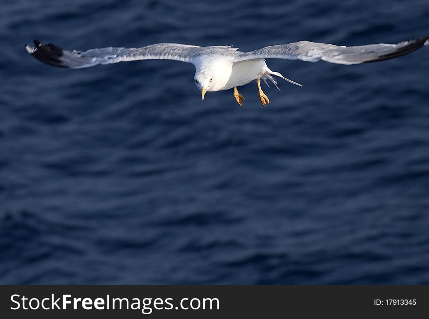 Beautiful white seagull flying over deep blue waves