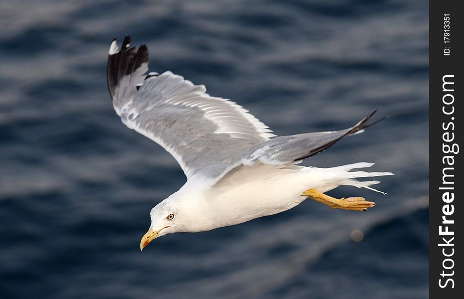 Beautiful white seagull flying over deep blue waves