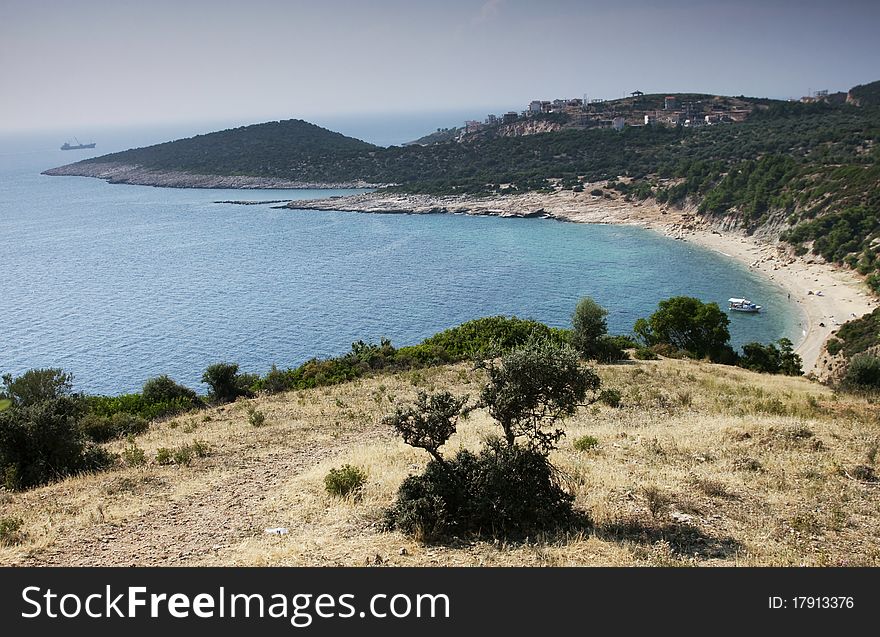 Landscape with olive tree at sunny Greek seaside