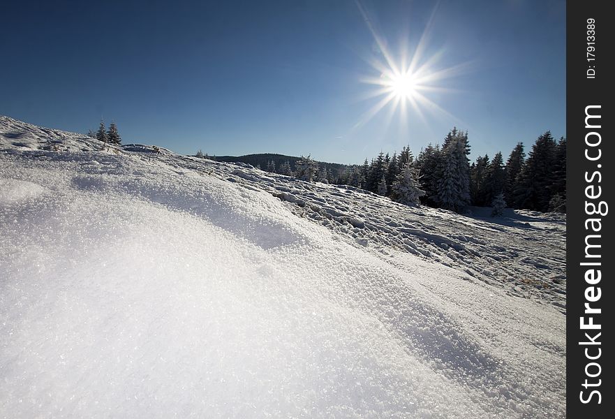 Sunny winter landscape with fresh white snow and firs in the background