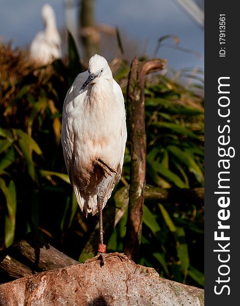 The Little Egret