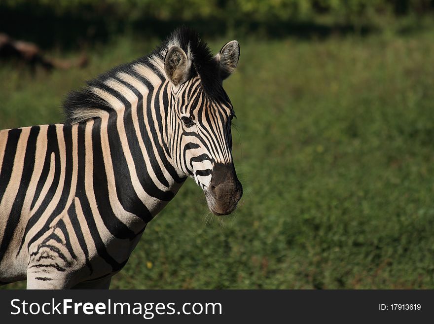 Portrait of a zebra, green grass as background