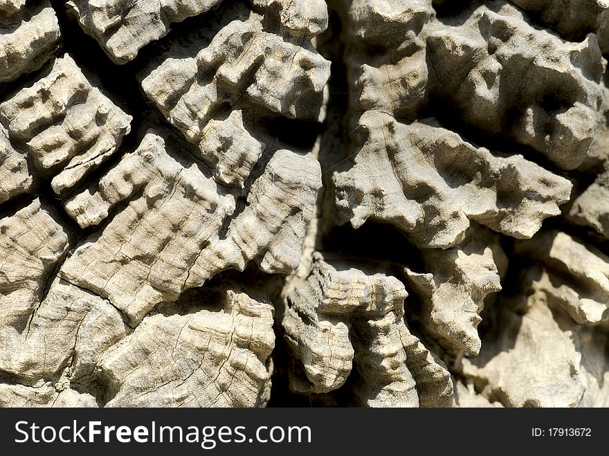 An old weathered cross section of a tree trunk showing the cracks where the wood has dried out as well as the rings of age. An old weathered cross section of a tree trunk showing the cracks where the wood has dried out as well as the rings of age.