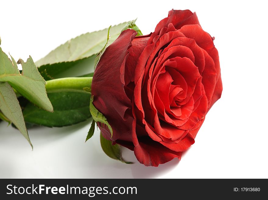 One red rose isolated over white