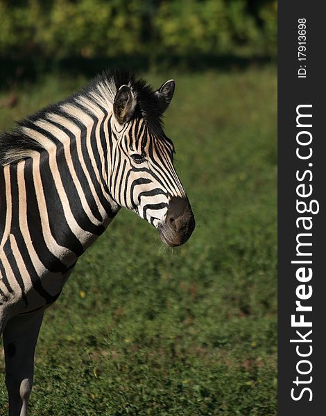 Portrait of a zebra, green grass as background