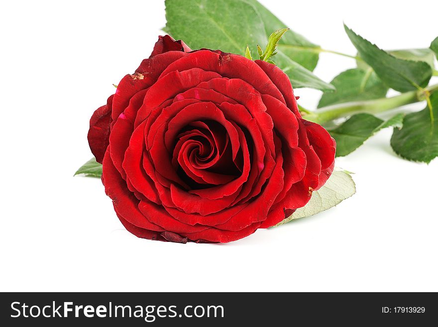 One red rose isolated over white