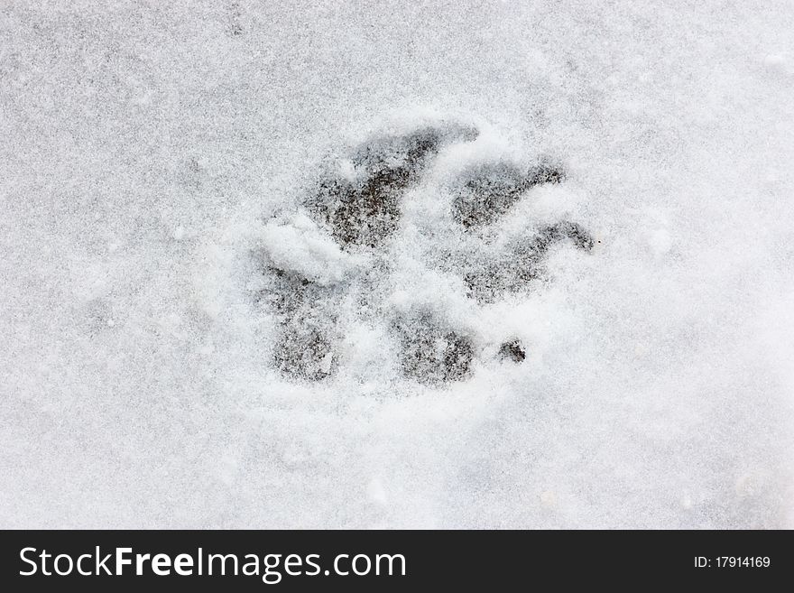 A dog track on snow