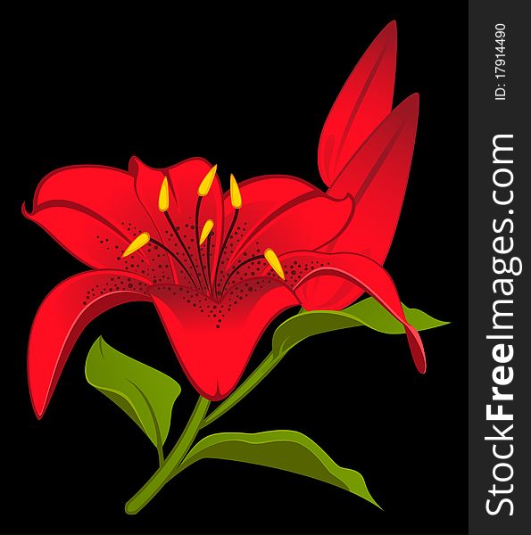 Beautiful Lily design element.beautiful illustration for a design