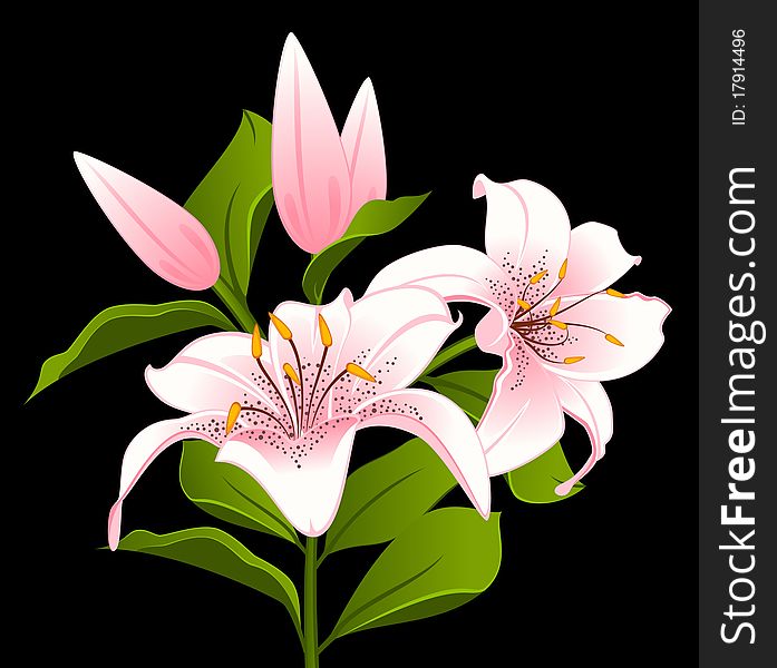 Beautiful Lily bouquet.beautiful illustration for a design