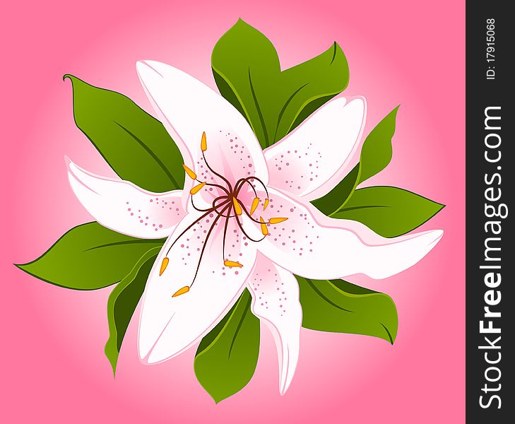 Beautiful Lily design element.beautiful illustration for a design